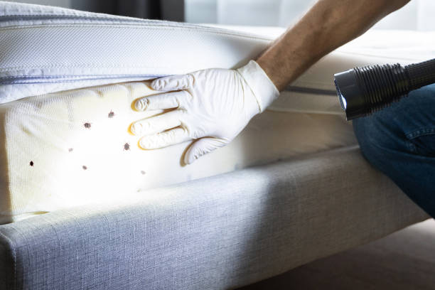 Wasp Removal Services in Kokomo, IN